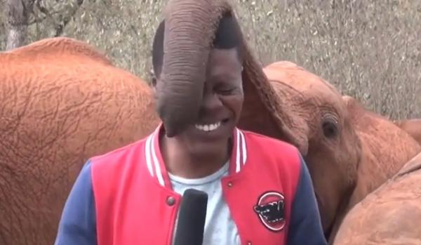 Un elefănțel a întrerupt transmisiunea live a unui jurnalist kenyan. Imaginile au devenit virale