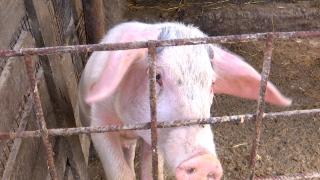 Reguli tot mai stricte pentru transportul cărnii de porc. Pesta porcină face ravagii