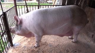 Câte kilograme are cel mai mare porc din România. Jardel valorează 20.000 de lei