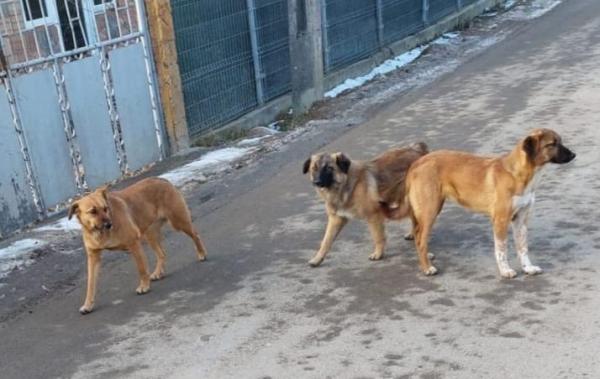Bătrână sfâșiată de o haită de câini, în Iași. Femeia a fost găsită moartă în vie
