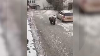 Un urs a fost surprins plimbându-se prin curțile localnicilor, în Sovata. Autoritățile au emis un semnal Ro-Alert