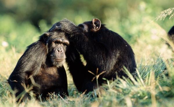 Patru cimpanzei au fost împușcați, din lipsa de tranchilizant, după ce au evadat de la un Zoo din Suedia. Trei dintre ei au murit