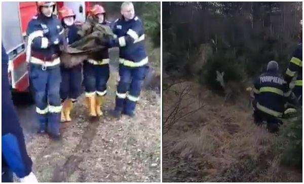 Misiune specială de Crăciun: Pompierii din Petroşani au intervenit în salvarea unui pui de căprioară căzută în râu