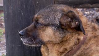 Românii se pregătesc să-și protejeze animalele de companie de Anul Nou. Pentru câinii în vârstă, stresul provocat de zgomotul petardelor poate fi chiar fatal