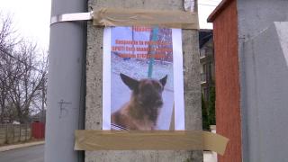 Zeci de români încă își caută câinii dispăruți de frica artificiilor. Internetul şi străzile sunt pline de anunţuri cu animale pierdute