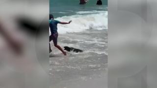 Actriţă de la Hollywood, muşcată de o focă pe o plajă din Africa de Sud. Mamiferul a atacat şi un copil