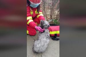 Un căţel, salvat dintr-un incendiu izbucnit într-un apartament din Constanţa. Pompierii i-au făcut masaj cardiac şi i-au administrat oxigen