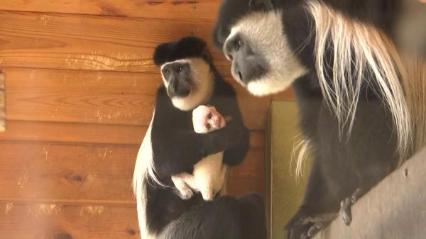 Un pui de maimuţă Colobus, cel mai nou membru al Grădinii Zoologice din Brașov. Are aproape două săptămâni şi este răsfăţatul familiei