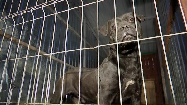 Decizie scandaloasă a judecătorilor din Cluj. Zeci de câini puși să lupte până la moarte se vor întoarce la stăpânii abuzatori