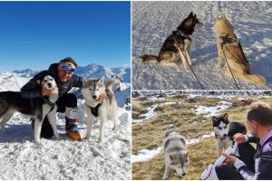 Timon și Garry, câinii husky ai românului din Italia care și-a dat viața pentru ei, își caută casă nouă. Fiul bărbatului a primit deja zeci de telefoane