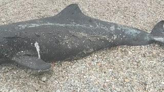 Masacrul delfinilor din Marea Neagră. Războiul din Ucraina a redus considerabil populaţia de delfini: cea mai mare rată de deces din ultimii 20 de ani