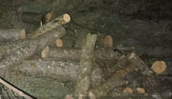 Tăiere ilegală de copaci, oprită cu focuri de armă de jandarmii din Mureş. Valoarea pagubelor se ridică la 9.000 de lei