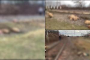 Imagini dramatice pe o cale ferată din Brașov: Un cioban a murit, alături de 20 dintre oile pe care le păzea, după ce a fost spulberat de un tren