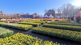 Ziua Naţională a Lalelei, explozie de culoare în Olanda. Peste 200.000 de flori au umplut Piaţa Centrală din Amsterdam