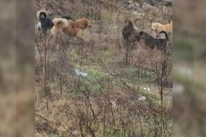 O femeie din Bucureşti, găsită moartă după ce a fost muşcată de câini în timp ce alerga lângă Lacul Morii. Atacul brutal, al doilea suferit de victimă