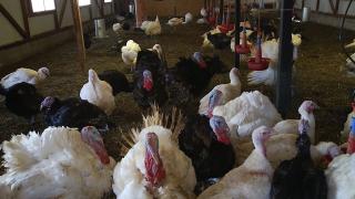 Gripa aviară, pagubă de milioane de euro pentru fermele româneşti: peste 220.000 de curcani vor fi sacrificaţi