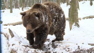 Un urs a "furat" startul și a prevestit deja sfârșitul iernii. Animalul a sărit gardul Grădinii Zoo din Târgu Mureș, în căutare de hrană