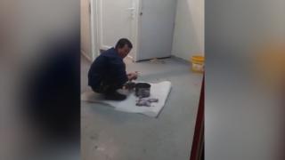 Vietnamez, filmat cum prepară şobolani în Cluj. Cu el avea şi o pisică moartă