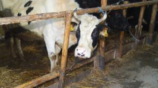 China a reuşit, în premieră, să cloneze cu succes "super vaci" Holstein Friesian