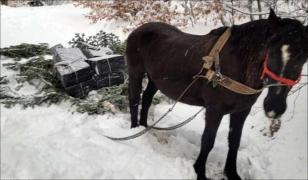 Traficanţii nu duc lipsă de imaginaţie: ţigări de contrabandă transportate cu ajutorul unui cal, în Maramureş. Cum i-au prins vameşii