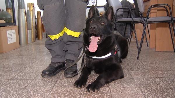 Câinii antrenați în România, eroi în Turcia: Au găsit 12 oameni sub ruine și au salvat 4 vieți. Misiunea lor nu s-a încheiat