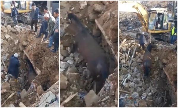 "Ce miracol!". Un cal a supraviețuit 21 de zile sub dărâmături, în Turcia. Animalul a fost scos pe picioare de sub muntele de moloz