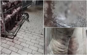 Imagini revoltătoare într-un abator din Maramureş. Şoareci filmaţi morţi, pe podea, în timp ce o pisică mănâncă nestingherită din carnea de porc expusă