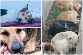 Scandalul câinilor maidanezi din Năvodari. Oamenii acuză că animalele au fost tranchilizate şi aduse cu un scop clar. Primăria şi ONG-ul neagă