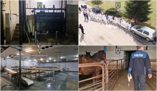 O reţea care ucidea cai şi-i trimitea la export cu acte false, luată în vizor de procurorii din Braşov. Angajaţi ai DSV, printre complici