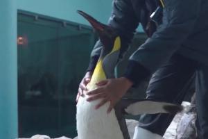Şase pinguini au primit şansa de a vedea mai bine, după o operaţie de cataractă. Au primit lentile făcute special pentru ei în Germania