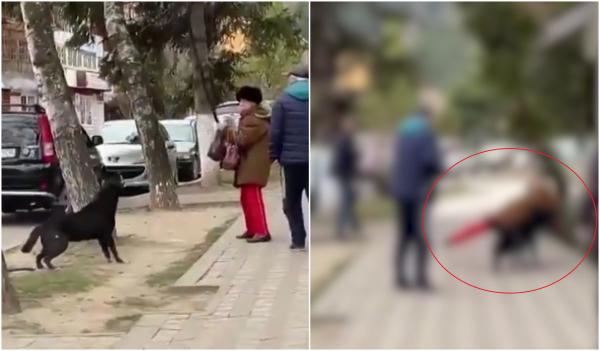 Femeie atacată și pusă la pământ de un câine agresiv, după ce un trecător i-a smuls din mână bățul cu care se apăra. Martorii au filmat și au râs