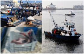 Nava "Ştefan cel Mare" a prins 10 bulgari care braconau în Marea Neagră. Au pescuit ilegal sute de calcani şi zeci de rechini, care se vând cu 20 euro/kg