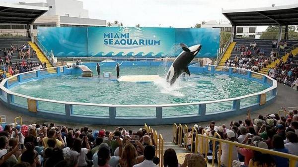 Acord istoric încheiat pentru eliberarea balenei Lolita, după mai bine de jumătate de secol în captivitate