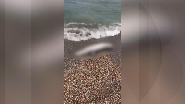 Delfin găsit mort pe plaja din Eforie, după ce ar fi încercat să scape din plasele pescarilor