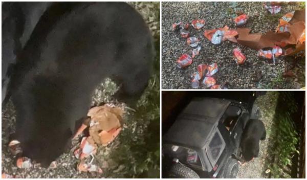 Un urs pofticios a spart maşina unei femei şi a băut pe nerăsuflate 69 de doze de suc, în Canada. ''A început cu cel de portocale''