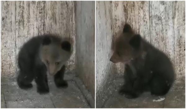 Ursuleţ de câteva săptămâni, rătăcit de mamă, găsit în curtea unei gospodării din Vrancea. Micuţul va fi dus la orfelinatul de urşi din Harghita