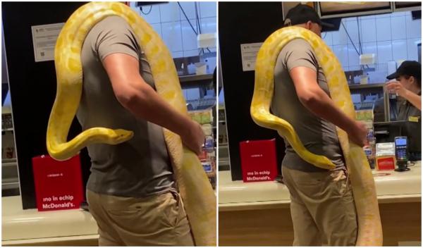 Cu pitonul pe umăr, la McDonald's. Un bărbat din Târgu Mureş a şocat clienţii cu ''animalul de companie''. Imaginile halucinante, surprinse de un martor