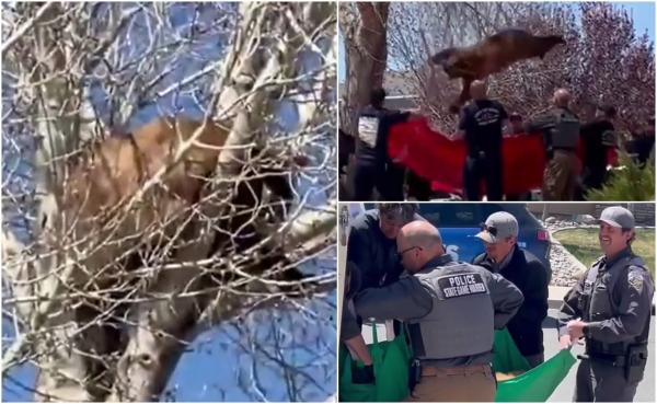 Un ursuleţ năzdrăvan a vrut musai să urce într-un copac, doar că nu a mai reuşit să se dea jos. Pompierii din Nevada i-au sărit în ajutor