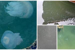 Invazie de meduze în Portul Tomis din Constanța: "Este un fenomen natural, firesc"