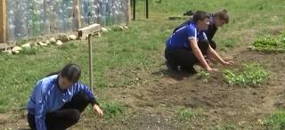 "Cursuri" de grădinărit. Elevii unei şcoli din Braşov învaţă cum să-și cultive propria grădină cu legume: investiţia a costat 9.000 de lei