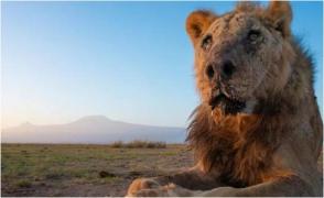 Loonkiito, unul dintre cei mai bătrâni lei din lume, a murit. A fost ucis de păstori, după ce a intrat într-un sat din Kenya să caute mâncare