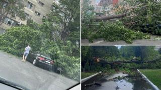 Furtunile apărute din senin au doborât zeci de copaci peste mașini. Ce pot face șoferii cu autoturismele avariate