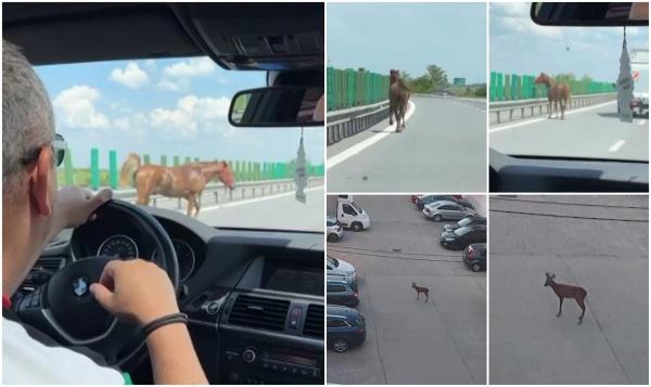 Cal rătăcit printre mașini pe Autostrada Soarelui, căprioară pierdută printre blocuri în Florești: "A apărut frumusețea asta între betoane"