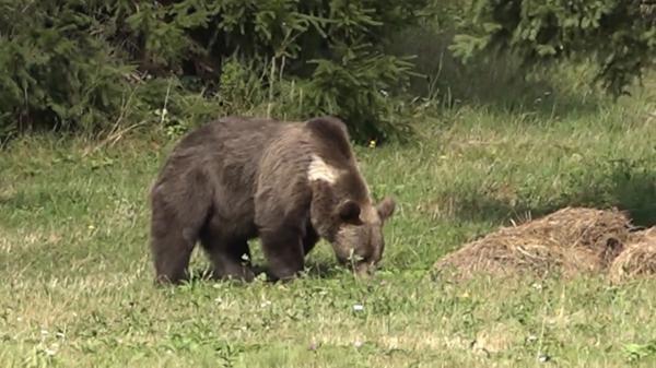 Un urs terorizează locuitorii unui sat din Olt. Animalul a fost văzut în câmpie pentru prima dată în 70 de ani