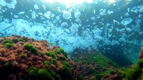 Invazie de meduze în Marea Neagră: De culoare mov-albăstruie, sunt cunoscute şi sub numele de "luna jeleu". Avertismentul dur al medicilor