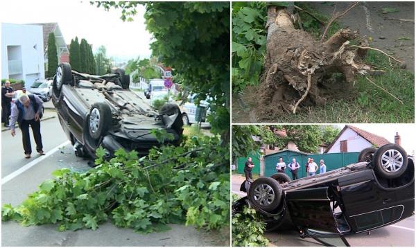 "Pur şi simplu a luat copacul în braţe!" Șoferița unui Tiguan a făcut dezastru pe o șosea din Mureș. I s-ar fi făcut rău la volan