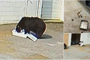 Un urs flămând s-a "autoservit" cu 60 de brioşe, după ce a intrat în garajul unei cofetării din SUA. Momentul, surprins pe camerele de supraveghere