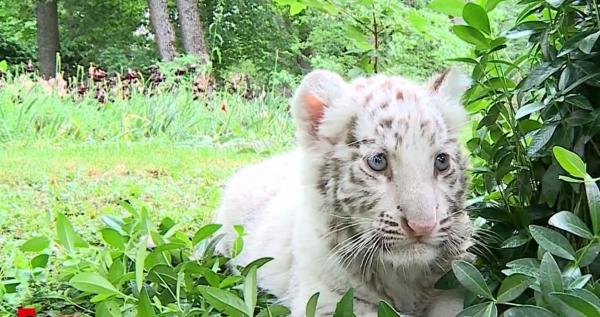Sasha, un pui de tigru bengalez, este noua vedetă a Grădinii Zoologice din Târgu Mureș. Micuţa felină a fost adusă din Ungaria