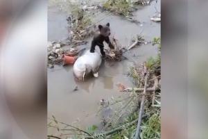 Un pui de urs rătăcit de mamă a ajuns într-un râu din Bacău. Ce s-a întâmplat cu el după ce a fost găsit de localnici