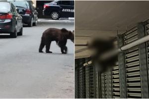 Pui de urs, rănit grav după ce a ajuns în parcarea unui mall din Brașov și a sărit din balconul acesteia. Ca să-i curme suferința, autoritățile l-au eutanasiat